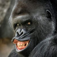 Bandit0077 (@redtsunami77) 's Twitter Profile