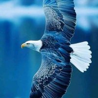 tamer Ibrahim (@tamerib29462130) Twitter profile photo