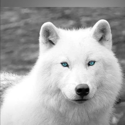 wulf0407's profile picture. Nepostovanje je kraj price a ne tema za razgovor!