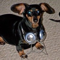 mirandam (@turtlerabitstan) 's Twitter Profile