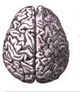 News and information about chronic traumatic encephalopathy.