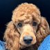 bubbley (@bubbley_rl) Twitter profile photo bubbley (@bubbley_rl) Twitter profile photo