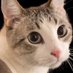 cute cats (@catslovers758) Twitter profile photo cute cats (@catslovers758) Twitter profile photo