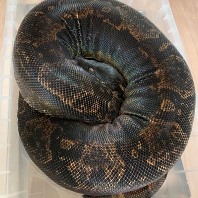 WuwVZnf3lBKb7ZT's profile picture. ボアコン、バーミーズ、ボール、トウブハコガメ