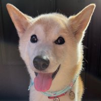 柴犬こむぎ17歳 (@komugi16sai) Twitter profile photo