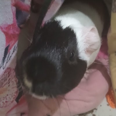 ClaraflorBBCBH's profile picture. 