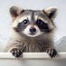 あらいぐまお (@raccooncutemao) Twitter profile photo あらいぐまお (@raccooncutemao) Twitter profile photo