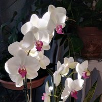 Guadalupe Hinojosa (@chamacah) 's Twitter Profile