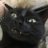 FriendlyFelyne's profile image