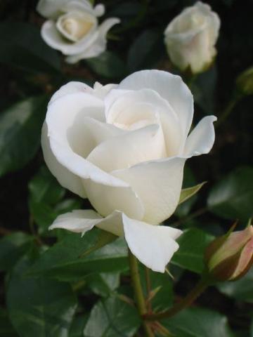 urutobi's profile picture. 世界中が笑顔でいてほしいから。辺野古新基地NO！ 原発NO！再稼働NO！いのちが一番！平和が一番！誰かを犠牲に成り立つ世界にさよならを！