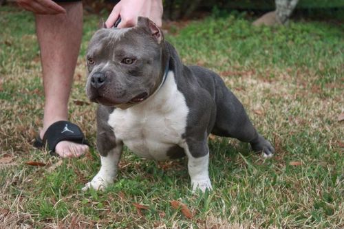 Americanbullyk9's profile picture. 