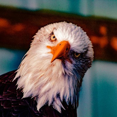 God, family, country. conservative and traditional. #Trump #MAGA #MAHA