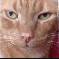 ElGatoVinario (@haicatt) 's Twitter Profile Photo ElGatoVinario (@haicatt) 's Twitter Profile Photo