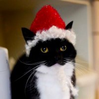 breadgod290 (@breadgod28) 's Twitter Profile