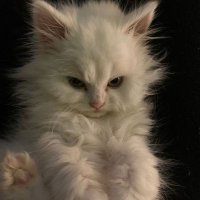 Deniz (@benlik02289736) Twitter profile photo