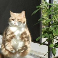 Cat_Guy_:3 (@_cat_guy_) 's Twitter Profile