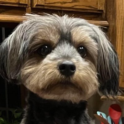 hofer_bren33344's profile picture. Trump 2024🇺🇸MAGA God Bless America Again 🙏✝️❤️ I got banned on Twitter in 2020, @blhgolfer, so I’m back now but with this new account. 🚫DM 🚫Porn