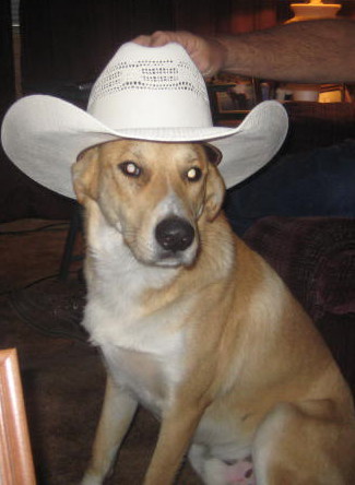 usacritters's profile picture. USACRITTERS features celebs and their pets!! 
                    Behind the Scenes!!