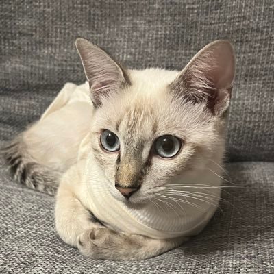 2024年8月〜念願のネコ(元保護猫♀)ちゃんと暮らし始めました🐾日々の記録用🗒️猫好きさんと繋がりたい✨よろしくお願いします🐈…✨DMお返事できません
