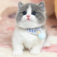 Jesse (@ck6myu3bma55453) 's Twitter Profile