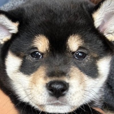 黒柴のまる (@kuroshibanomaru) / Posts / X