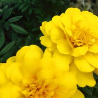 ほらいぞん＠ボカロ (@ipazbpjfmd20713) Twitter profile photo