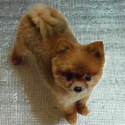 胡麻和えは白ごま派です。
名前は基本ベースは村人A。後ろはコロコロ変わります。
保護犬 #ポメラニアン #ダイハツタフト #TOC北海道 #クラフィ #ドラスマ #BRADIO #最遊記