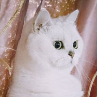 可乐_Add1ction (@1cycok3) 's Twitter Profile Photo 可乐_Add1ction (@1cycok3) 's Twitter Profile Photo