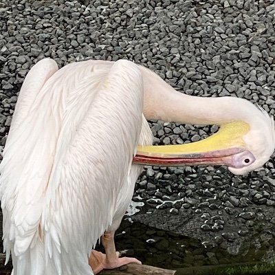 susi56392788's profile picture. 現在レベル36。
令和のヒッピーです。ぶいとかなんか音楽。