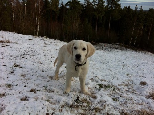 Smekblom's profile picture. 