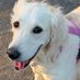 アイラんdays🐶英国ゴールデンレトリバー (@airango1203) Twitter profile photo アイラんdays🐶英国ゴールデンレトリバー (@airango1203) Twitter profile photo