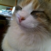 Rene Shacks (@reneshacks) 's Twitter Profile