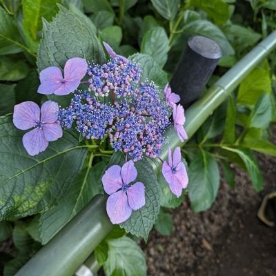 nashi_kit's profile picture. kit応化b3