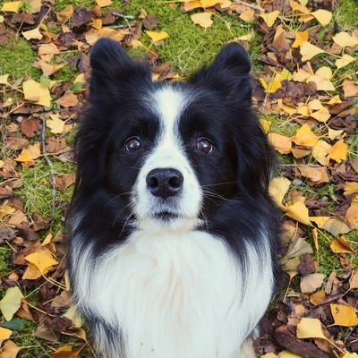 rosesii1i's profile picture. 