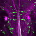 Bahl Lab (@bahllab) Twitter profile photo Bahl Lab (@bahllab) Twitter profile photo