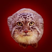 Poroulettemanul (@rapeatthecasino) 's Twitter Profile