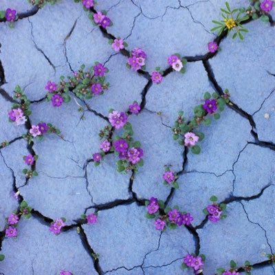 anemoneriann's profile picture. かただ