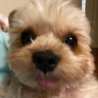 Sh_4 (@s_h_444_) 's Twitter Profile
