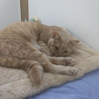 はまんぷ (@9lfv8eoidstnktl) 's Twitter Profile