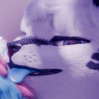 Yani (@snowfoxad) 's Twitter Profile