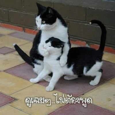 Formoon86's profile picture. #Area86 #Formoon #meennicha8 #TaLingPing 📌รอชื่อด้อมเน็ตเจมส์🤍🖤🐰จ้านเกอตี่ตี้อ้ายหนี่🐯💙💖 #ฮาร์ทดิสของแม็กณฐ