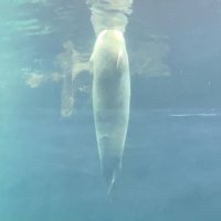 ルージュ (@beni_zassyoku) Twitter profile photo