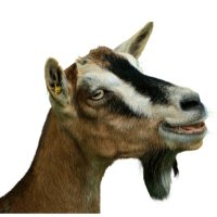 TheNubianGoat (@thenubiangoat) 's Twitter Profile