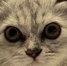 _FirstPrincess's profile picture. Ndebele Princess👸