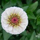 Susan Perri - @psa22188 - Twitter