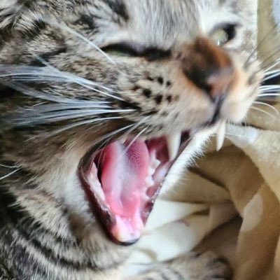 maruhidio's profile picture. どうも、maruhidioです。使用アプリ: auxy 所属:富山県立大学作曲サークル　DIR