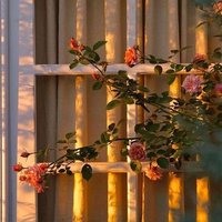 Ömrimuhayyel (@omrimuhayyel) 's Twitter Profile Photo