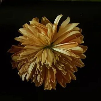 freeform_arts's profile picture. 