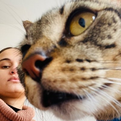twitter do gato sebastian / / por aqui leio notícias pra minha tutora a @camilacostareis