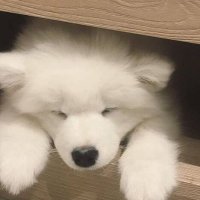 Delight g4ll (@g4ll_vl) 's Twitter Profile